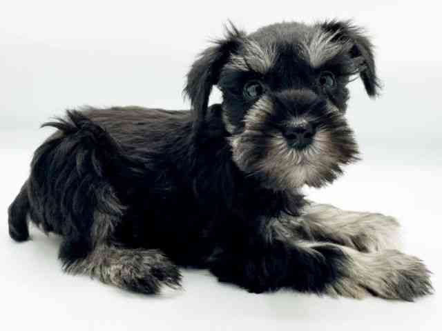 兵庫県のミニチュアシュナウザー (ひごペットフレンドリーコロワ甲子園店/2025年11月12日生まれ/女の子/ブラックシルバー)の子犬の3枚目の画像