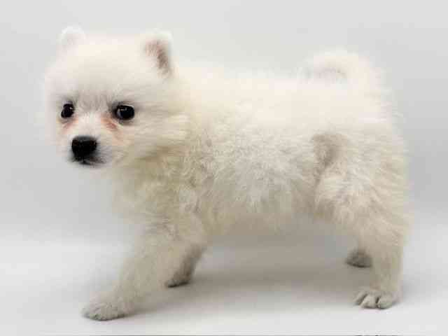 大阪府の日本スピッツ (ひごペットフレンドリーみのおキューズモール店/2025年11月12日生まれ/女の子/ホワイト)の子犬の3枚目の画像