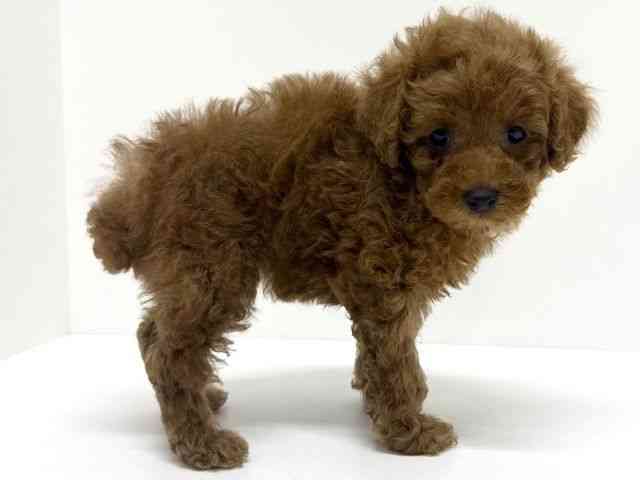 大阪府のトイプードル(トイ) (ひごペットフレンドリーくずはモール店/2025年11月12日生まれ/女の子/レッドフォーン)の子犬の3枚目の画像