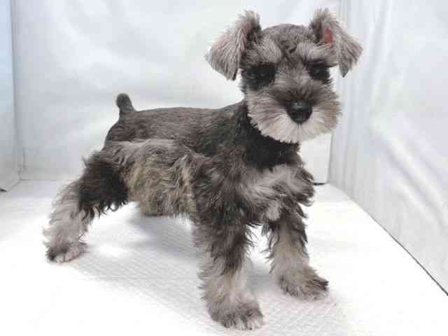 大阪府のミニチュアシュナウザー (ひごペットフレンドリー堺プラットプラット店/2025年11月12日生まれ/女の子/ソルトペッパー)の子犬の3枚目の画像