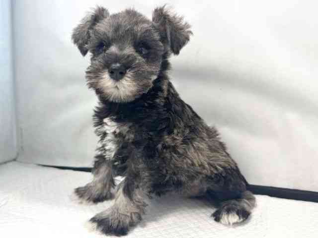 大阪府のミニチュアシュナウザー (ひごペットフレンドリー堺プラットプラット店/2025年11月12日生まれ/女の子/ソルトペッパー)の子犬の3枚目の画像