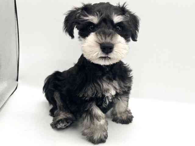 京都府のミニチュアシュナウザー (ひごペットフレンドリーイオンモール高の原店/2025年11月12日生まれ/男の子/ブラックシルバー)の子犬の3枚目の画像