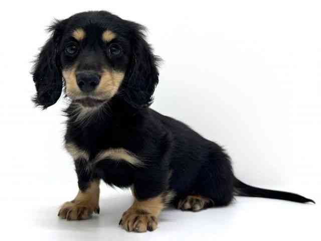 大阪府のミニチュアダックスフンド(ロング) (ひごペットフレンドリーくずはモール店/2025年11月11日生まれ/男の子/ブラックタン)の子犬の3枚目の画像