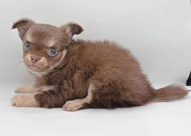 島根県のチワワ(ロング) (ひごペットフレンドリーイオン松江ショッピングセンター店/2025年11月10日生まれ/男の子/チョコレートクリーム)の子犬の3枚目の画像