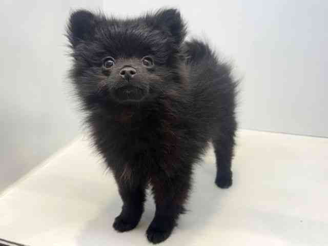 大阪府のポメラニアン (ひごペットフレンドリーセブンパーク天美店/2025年11月11日生まれ/女の子/ブラック)の子犬の3枚目の画像