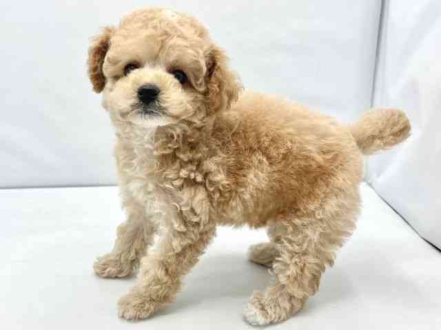 大阪府のトイプードル(トイ) (ひごペットフレンドリーイトーヨーカドー津久野店/2025年11月13日生まれ/男の子/ペールフォーン)の子犬の3枚目の画像