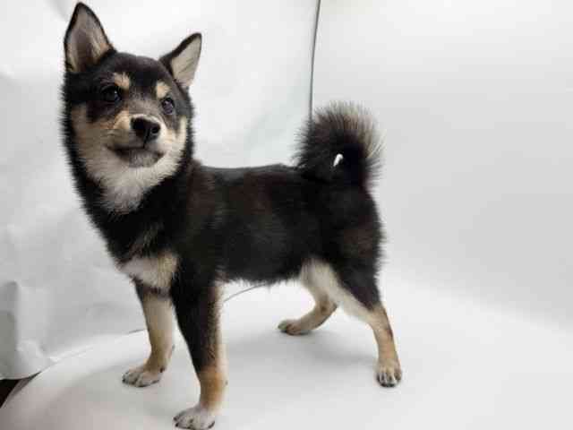 大阪府の柴犬(標準サイズ) (ひごペットフレンドリーみのおキューズモール店/2025年11月12日生まれ/男の子/黒)の子犬の3枚目の画像