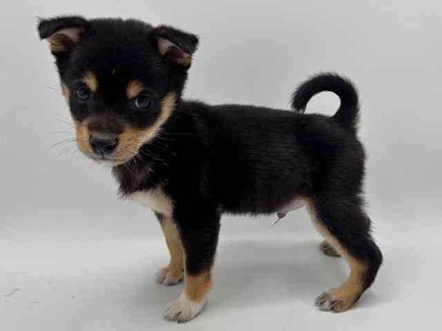 大阪府の柴犬(標準サイズ) (ひごペットフレンドリーみのおキューズモール店/2025年11月12日生まれ/男の子/黒)の子犬の3枚目の画像