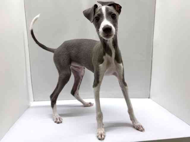 大阪府のイタリアングレーハウンド (ひごペットフレンドリーベルファⅡ都島店/2025年11月12日生まれ/男の子/ブルーホワイト)の子犬の3枚目の画像