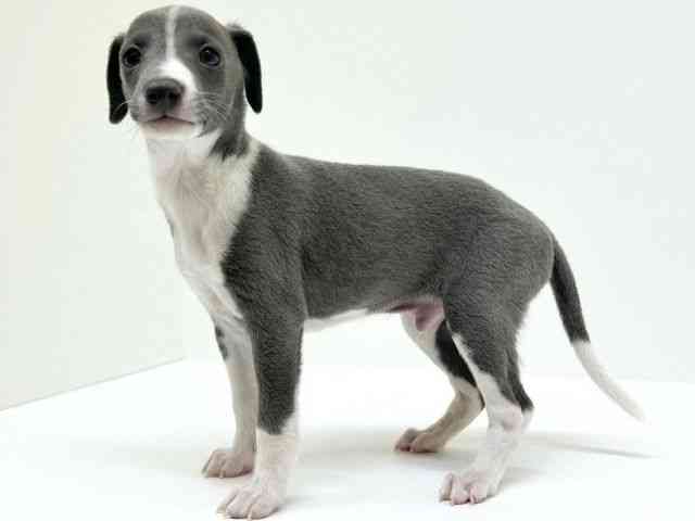 兵庫県のイタリアングレーハウンド (ひごペットフレンドリーブルメールHAT神戸店/2025年11月12日生まれ/男の子/ブルーホワイト)の子犬の3枚目の画像