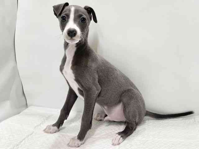 高知県のイタリアングレーハウンド (ひごペットフレンドリーイオンモール高知店/2025年11月12日生まれ/男の子/ブルーホワイト)の子犬の3枚目の画像