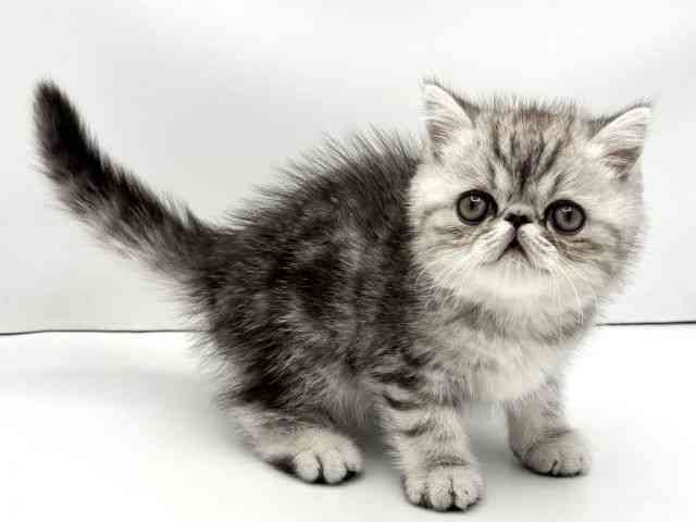 兵庫県のエキゾチック (ひごペットフレンドリークラウンパーク伊丹店/2025年11月11日生まれ/男の子/シルバータビー)の子猫の3枚目の画像