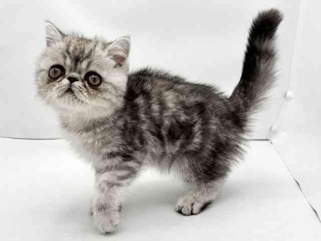 兵庫県のエキゾチック (ひごペットフレンドリークラウンパーク伊丹店/2025年11月11日生まれ/男の子/シルバータビー)の子猫の3枚目の画像