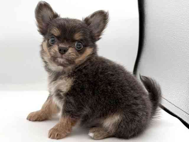 大阪府のチワワ(ロング) (ひごペットフレンドリーイオンそよら海老江店/2025年11月13日生まれ/男の子/ブルータンホワイト)の子犬の3枚目の画像