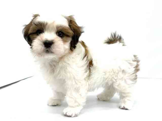 大阪府のマルズー/マルシーズ(マルチーズ×シーズー) (ひごペットフレンドリーイオンタウン茨木太田店/2025年11月12日生まれ/男の子/ゴールドホワイト)の子犬の3枚目の画像