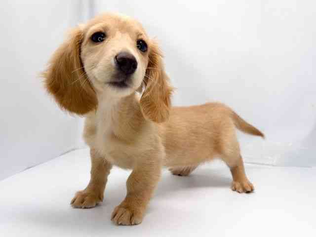 京都府のミニチュアダックスフンド(ロング) (ひごペットフレンドリー洛北阪急スクエア店/2025年11月16日生まれ/女の子/ゴールド)の子犬の3枚目の画像