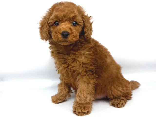 大阪府のトイプードル(トイ) (ひごペットフレンドリー岸和田店/2025年11月16日生まれ/男の子/レッド)の子犬の3枚目の画像