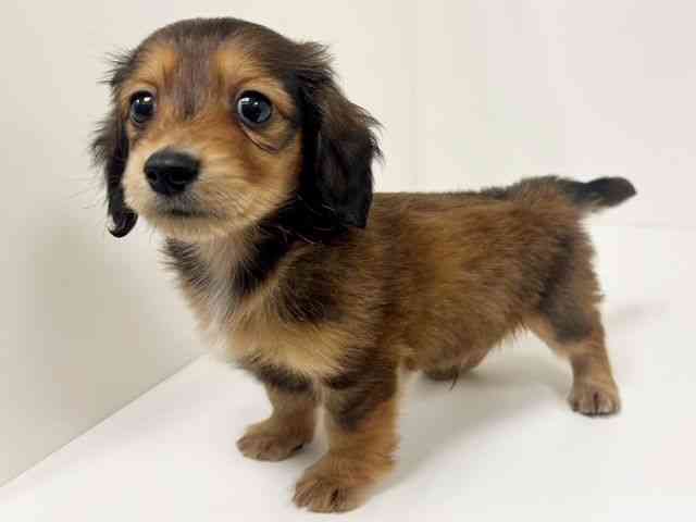 愛知県のミニチュアダックスフンド(ロング) (ひごペットフレンドリーイトーヨーカドー知多店/2025年11月14日生まれ/男の子/レッド)の子犬の3枚目の画像