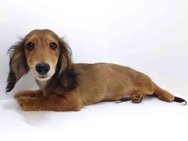 大阪府のミニチュアダックスフンド(ロング) (ひごペットフレンドリーいこらもーる泉佐野店/2025年11月14日生まれ/男の子/レッド)の子犬の3枚目の画像