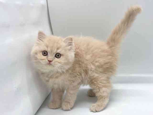 京都府のラガマフィン (ひごペットフレンドリー京都店/2025年11月15日生まれ/女の子/クリームタビー)の子猫の3枚目の画像