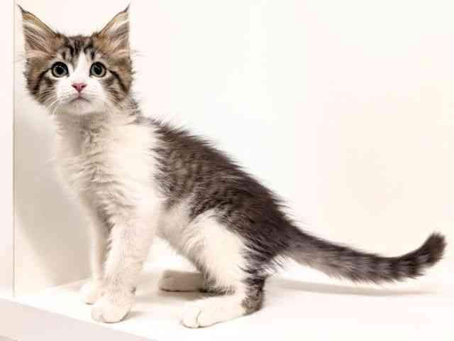 福岡県のサイベリアン (ひごペットフレンドリーリバーウォーク北九州店/2025年11月13日生まれ/男の子/ブラウンタビーホワイト)の子猫の3枚目の画像