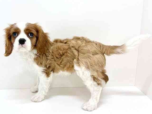 大阪府のキャバリアキングチャールズスパニエル (ひごペットフレンドリーいこらもーる泉佐野店/2025年11月13日生まれ/男の子/ブレンハイム)の子犬の3枚目の画像