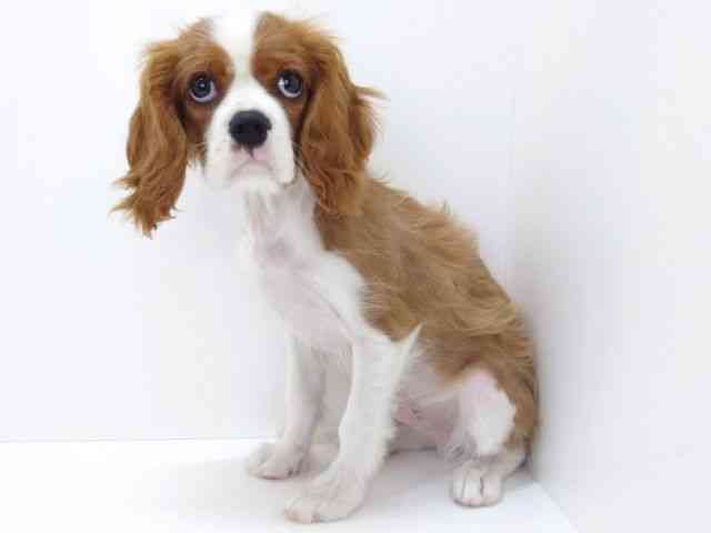 大阪府のキャバリアキングチャールズスパニエル (ひごペットフレンドリーいこらもーる泉佐野店/2025年11月13日生まれ/男の子/ブレンハイム)の子犬の3枚目の画像