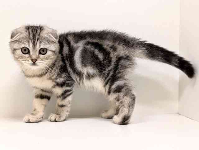 福岡県のスコティッシュフォールド (ひごペットフレンドリーリバーウォーク北九州店/2025年11月15日生まれ/女の子/シルバーパッチドタビー)の子猫の3枚目の画像