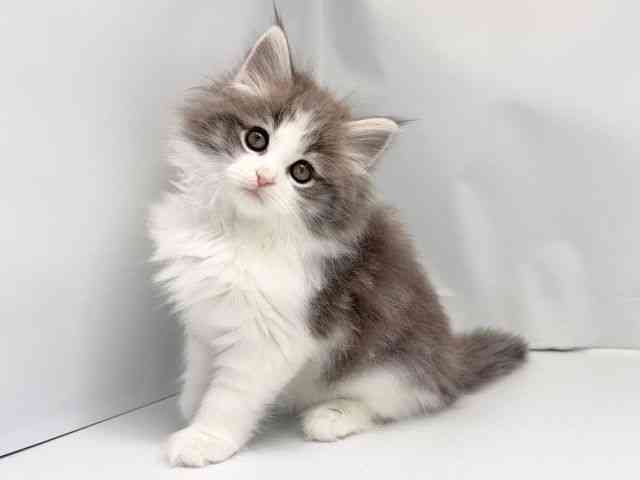 京都府のサイベリアン (ひごペットフレンドリー洛北阪急スクエア店/2025年11月16日生まれ/女の子/ブルータビーホワイト)の子猫の3枚目の画像