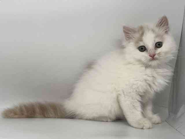 徳島県のサイベリアン (ひごペットフレンドリーゆめタウン徳島店/2025年11月15日生まれ/男の子/クリームホワイト)の子猫の3枚目の画像