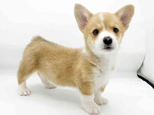 兵庫県のウェルシュコーギーペンブローク (ひごペットフレンドリーコロワ甲子園店/2025年11月15日生まれ/男の子/セーブルホワイト)の子犬の3枚目の画像