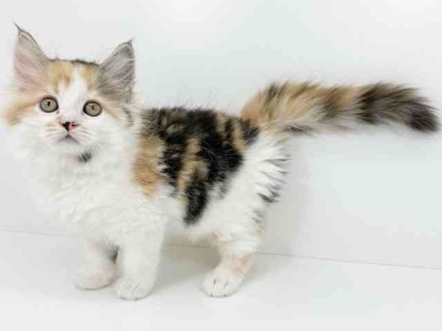 京都府のサイベリアン (ひごペットフレンドリーイズミヤショッピングセンター八幡店/2025年11月15日生まれ/女の子/キャリコ)の子猫の3枚目の画像