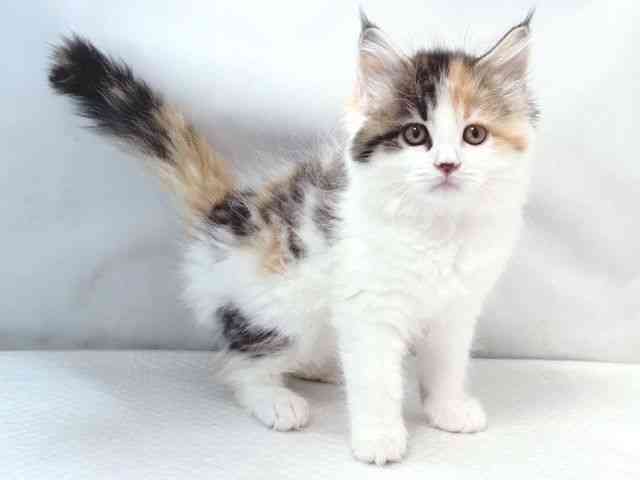 大阪府のサイベリアン (ひごペットフレンドリー堺プラットプラット店/2025年11月15日生まれ/女の子/キャリコ)の子猫の3枚目の画像