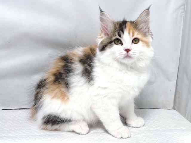 大阪府のサイベリアン (ひごペットフレンドリー堺プラットプラット店/2025年11月15日生まれ/女の子/キャリコ)の子猫の3枚目の画像