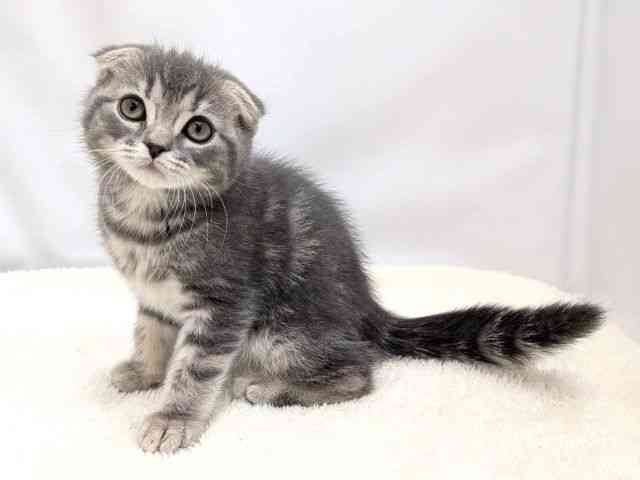 広島県のスコティッシュフォールド (ひごペットフレンドリーゆめタウン廿日市店/2025年11月15日生まれ/女の子/ブルータビー)の子猫の3枚目の画像