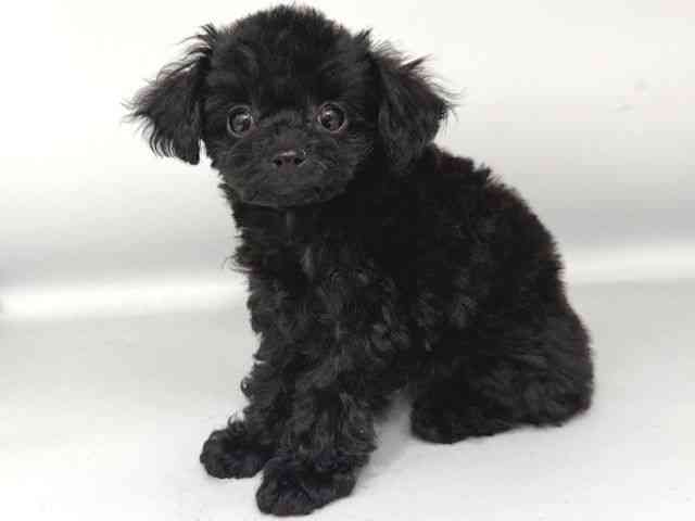 大阪府のトイプードル(トイ) (ひごペットフレンドリー岸和田店/2025年11月13日生まれ/男の子/ブラック)の子犬の3枚目の画像