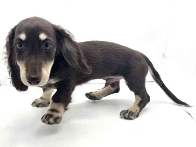 兵庫県のミニチュアダックスフンド(ロング) (ひごペットフレンドリークラウンパーク伊丹店/2025年11月11日生まれ/男の子/チョコレートイエロー)の子犬の3枚目の画像