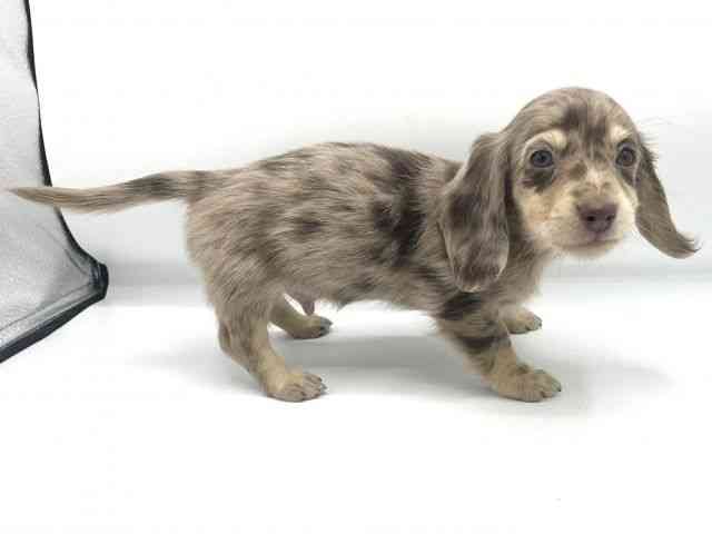 大阪府のミニチュアダックスフンド(ロング) (ひごペットフレンドリーららぽーとEXPOCITY店/2025年11月11日生まれ/男の子/チョコレートダップル)の子犬の3枚目の画像