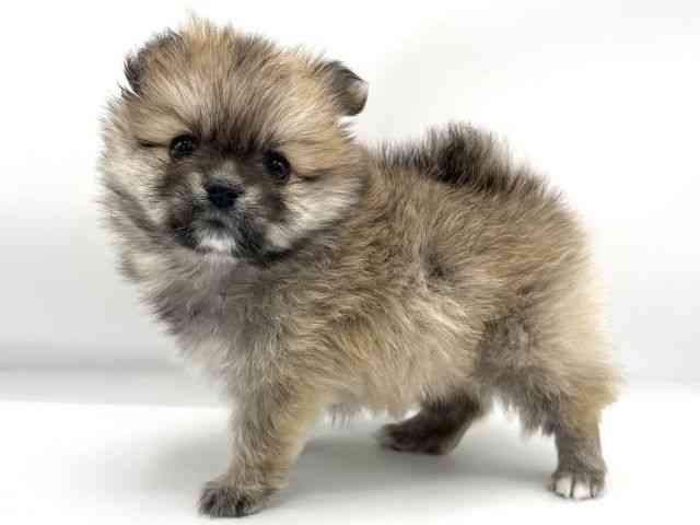 大阪府のポメチワ/チワポメ/ポメチー(ポメラニアン×チワワ) (ひごペットフレンドリーららぽーとEXPOCITY店/2025年11月15日生まれ/女の子/オレンジ)の子犬の3枚目の画像