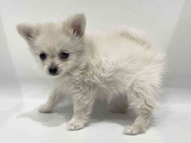 愛知県のポメチワ/チワポメ/ポメチー(ポメラニアン×チワワ) (ひごペットフレンドリーヴィアモール アピタ江南西店/2025年11月12日生まれ/女の子/ホワイトクリーム)の子犬の3枚目の画像