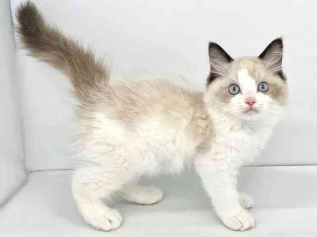 大阪府のラグドール (ひごペットフレンドリーイトーヨーカドー津久野店/2025年11月13日生まれ/男の子/シールポイントバイカラー)の子猫の3枚目の画像