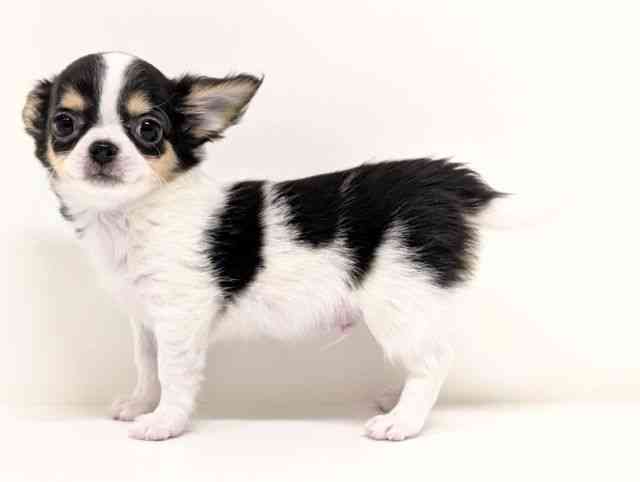 福岡県のチワワ(ロング) (ひごペットフレンドリーリバーウォーク北九州店/2025年11月15日生まれ/男の子/ブラックタンホワイト)の子犬の3枚目の画像