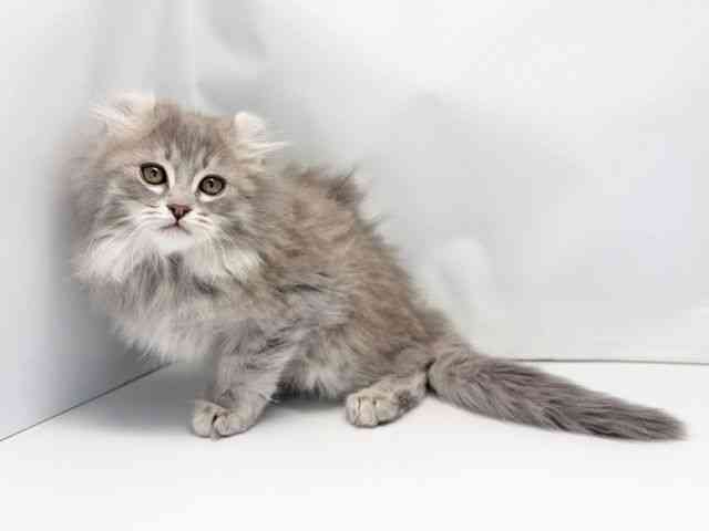 京都府のアメリカンカール (ひごペットフレンドリー洛北阪急スクエア店/2025年11月13日生まれ/男の子/ブルータビー)の子猫の3枚目の画像