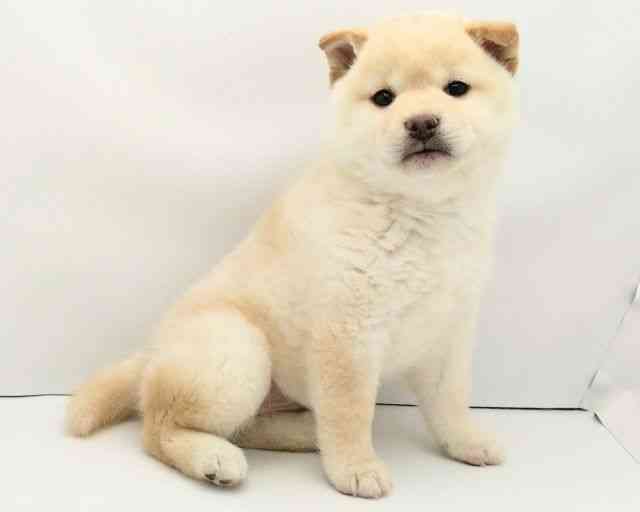 兵庫県の柴犬(標準サイズ) (ひごペットフレンドリークラウンパーク伊丹店/2025年11月14日生まれ/女の子/白)の子犬の3枚目の画像