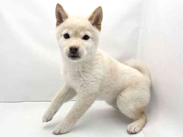 兵庫県の柴犬(標準サイズ) (ひごペットフレンドリークラウンパーク伊丹店/2025年11月14日生まれ/女の子/白)の子犬の3枚目の画像