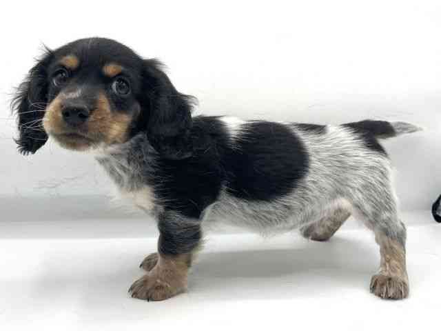 大阪府のミニチュアダックスフンド(ロング) (ひごペットフレンドリーららぽーとEXPOCITY店/2025年11月15日生まれ/男の子/ブラックタンパイボールド)の子犬の3枚目の画像