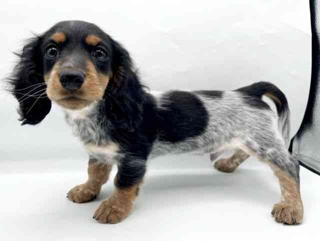 奈良県のミニチュアダックスフンド(ロング) (ひごペットフレンドリートナリエ大和高田店/2025年11月15日生まれ/男の子/ブラックタンパイボールド)の子犬の3枚目の画像