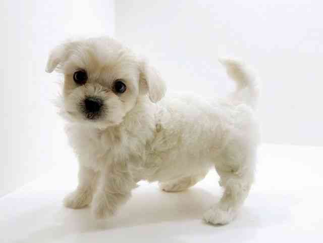 広島県のハーフ犬・ミックス犬 (ひごペットフレンドリーフジグラン神辺店/2025年11月16日生まれ/女の子/ホワイト)の子犬の3枚目の画像