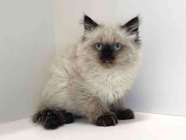 兵庫県のヒマラヤン (ひごペットフレンドリーイトーヨーカドー明石店/2025年11月16日生まれ/男の子/シールポイント)の子猫の3枚目の画像