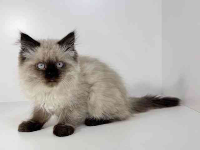 兵庫県のヒマラヤン (ひごペットフレンドリーイトーヨーカドー明石店/2025年11月16日生まれ/男の子/シールポイント)の子猫の3枚目の画像